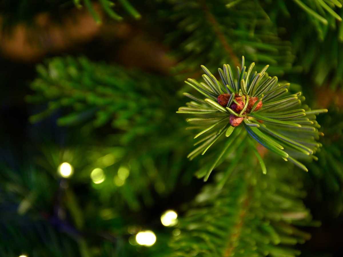 Gesucht: Weihnachtstanne für den&nbsp;Lindenplatz