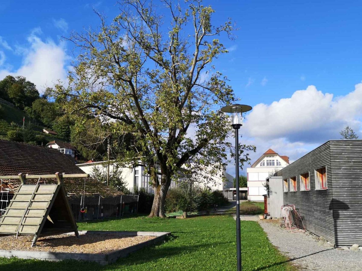 Ein Requiem für den&nbsp;Nussbaum