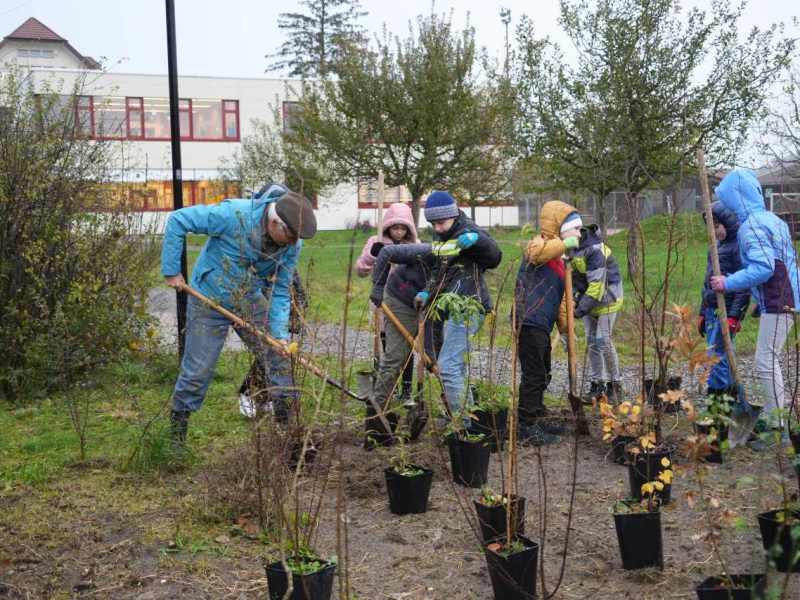 Naturhecken rund um die&nbsp;Sporthalle