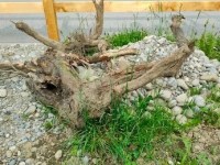 „Natur findet Stadt“