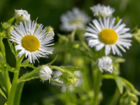 Gemeinsam gegen invasive&nbsp;Pflanzen