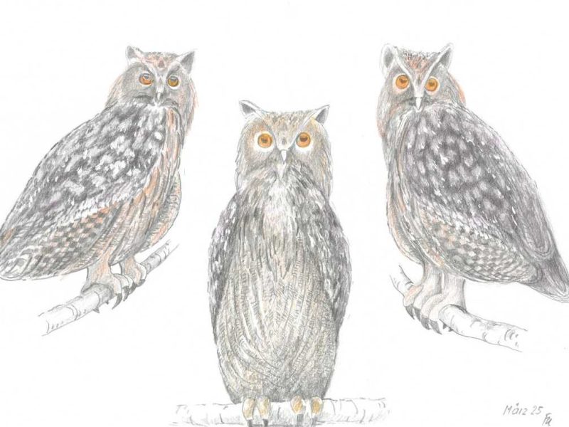 Sagenhaftes aus Staufen