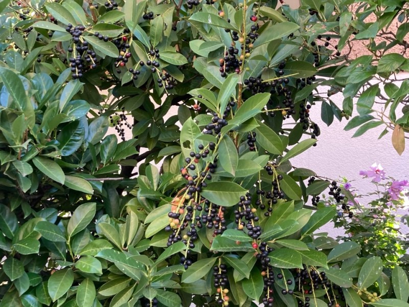 Erfahren Sie das Wichtigste über invasive&nbsp;Problempflanzen