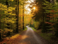 Entdecken Sie die Schönheit und Vielfalt unseres Waldes – mit Augenmerk auf die heimische&nbsp;Vogelwelt