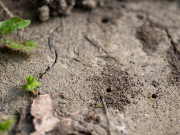 Was summt und kriecht am&nbsp;Chrüzweg?